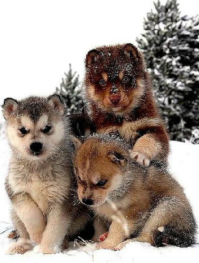 Волчица с щенками