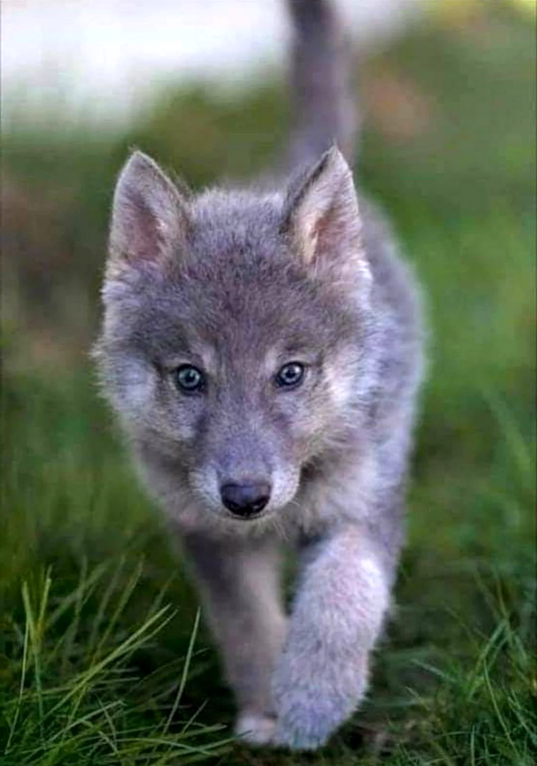 Волчок Волчонок
