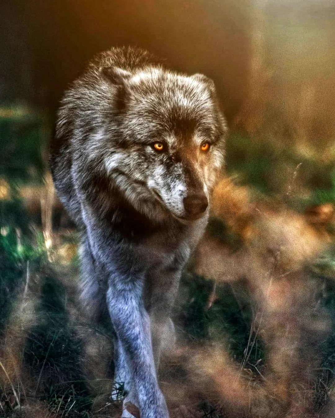 Волчонок зверь