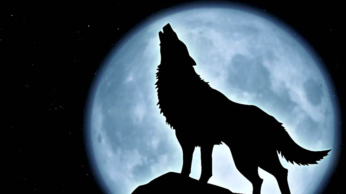 Вольф волк воет на луну