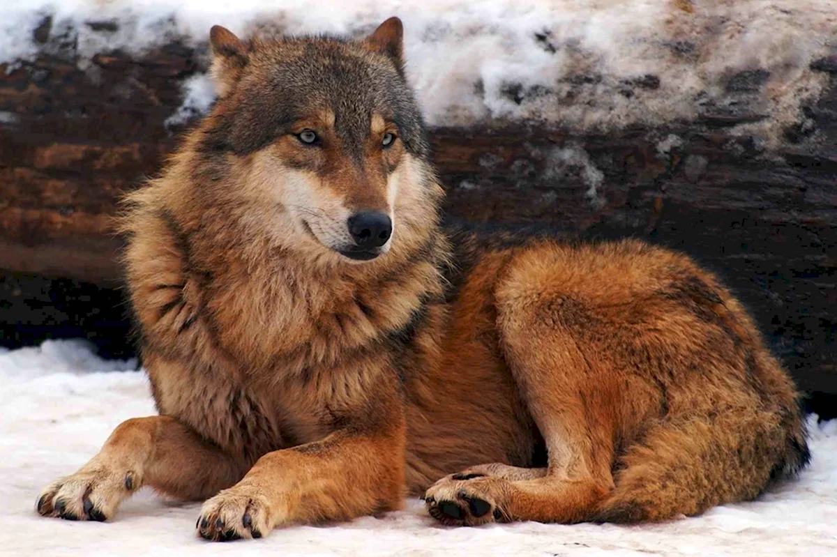 Волк коричневый окрас