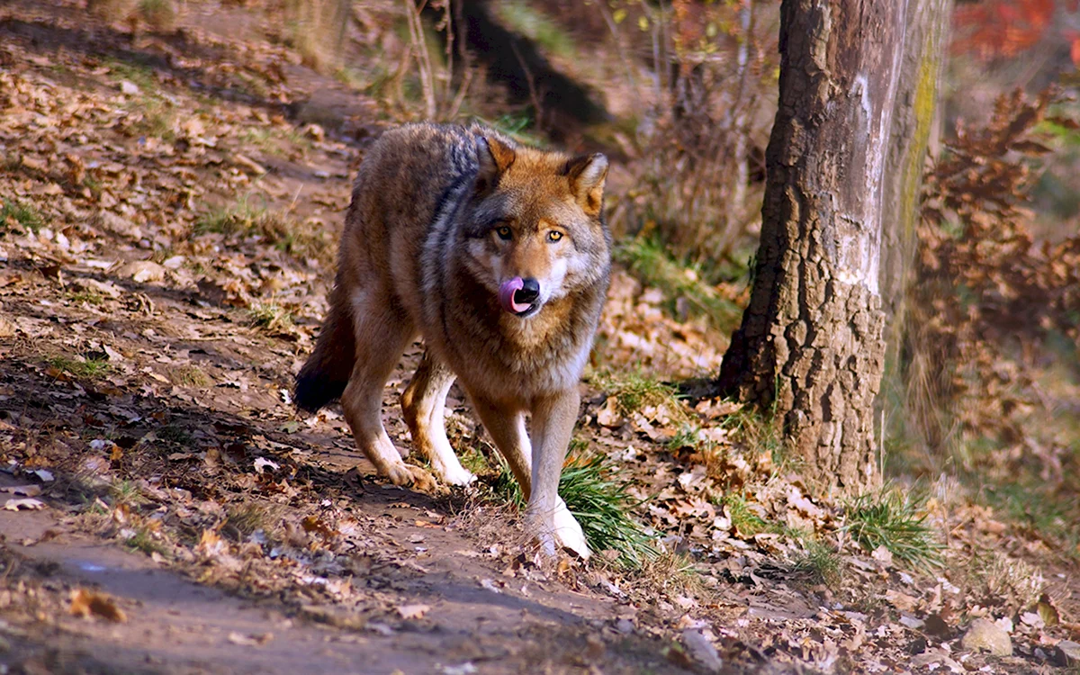 Волк лат. Canis Lupus