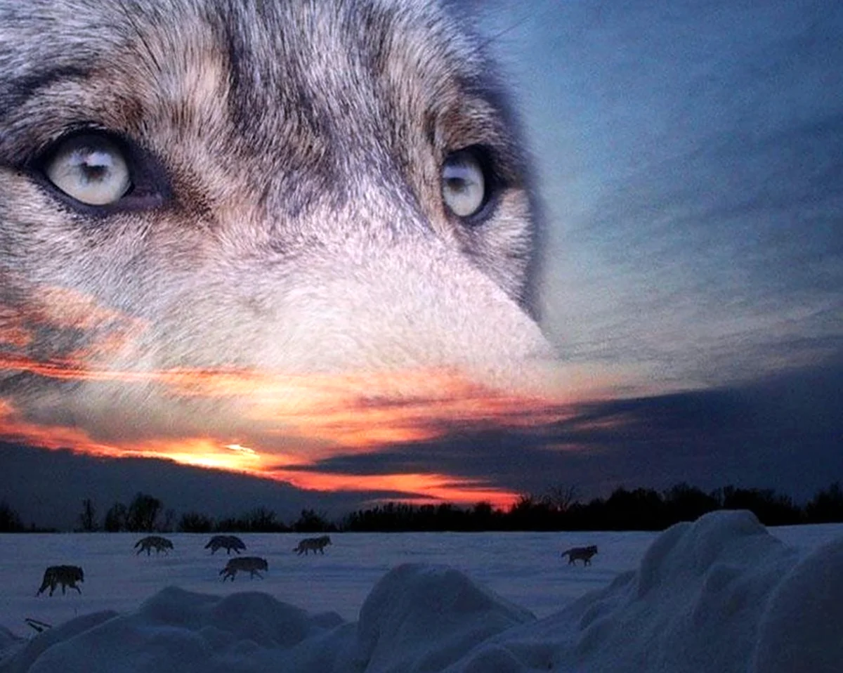 Волк одиночка