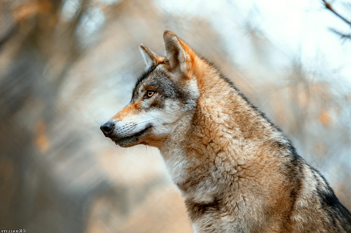 Волк с окрасом воробья