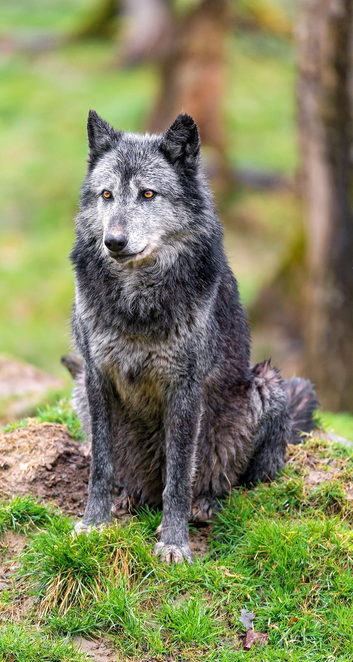 Волк с волчатами