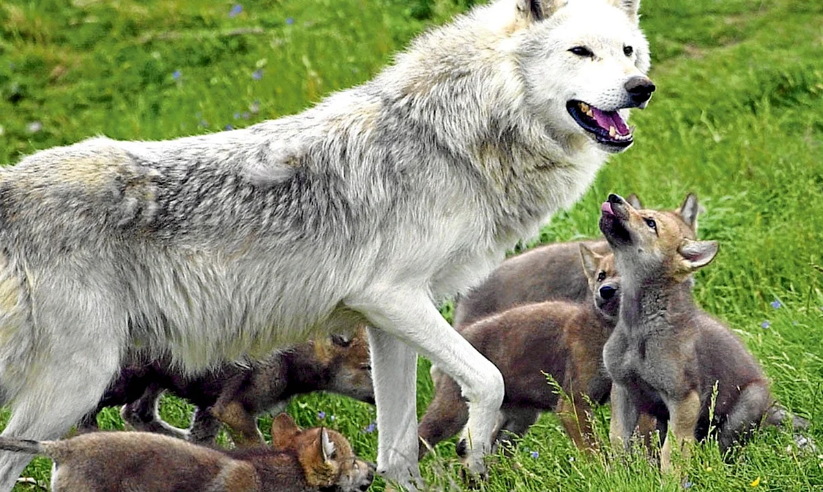 Волк волчица и Волчонок