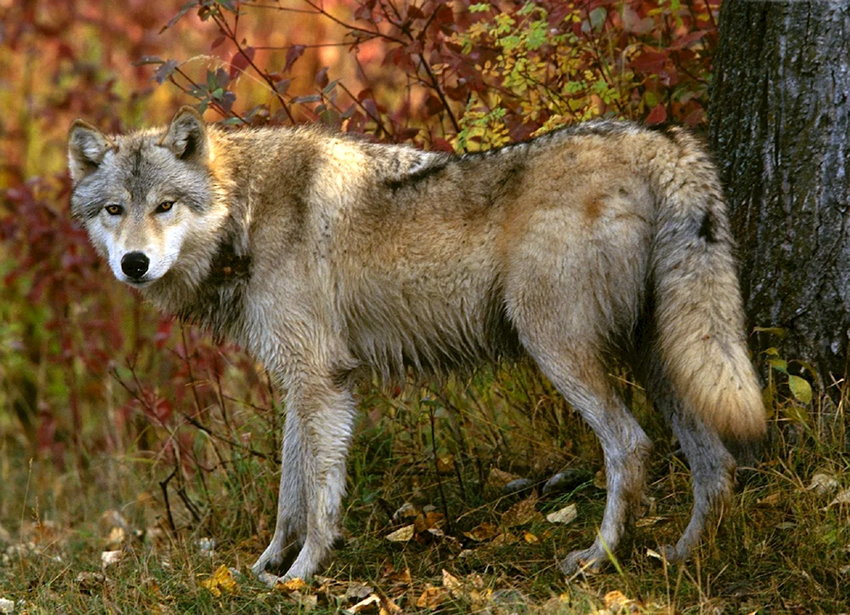 Волки в Волгоградской области