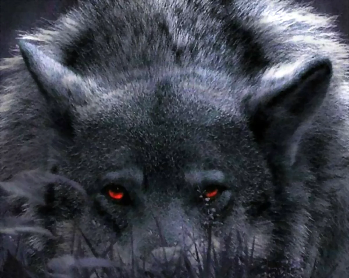 Волкособ черный с красными глазами