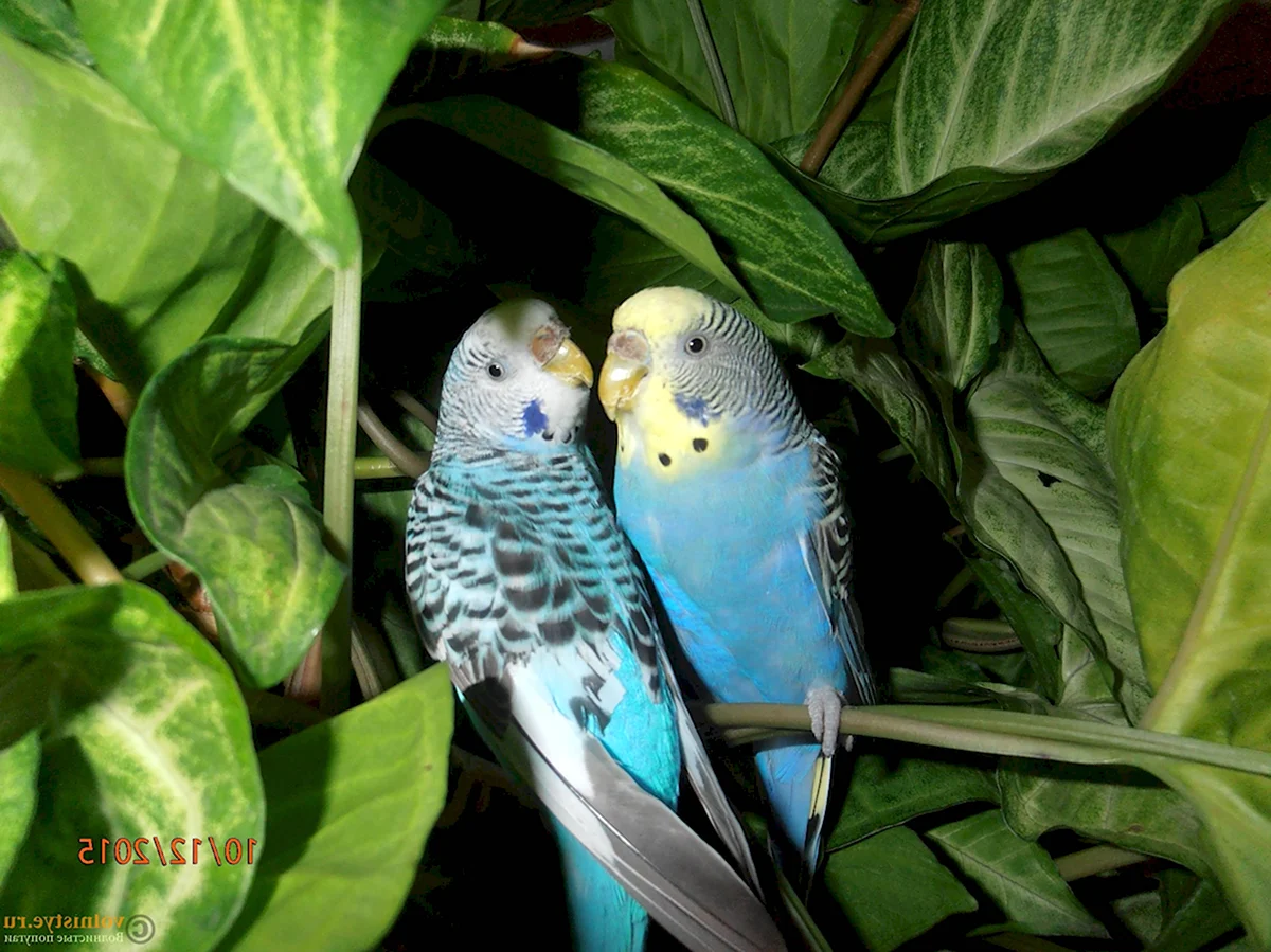 Волнистые попугаи самцы и самочки