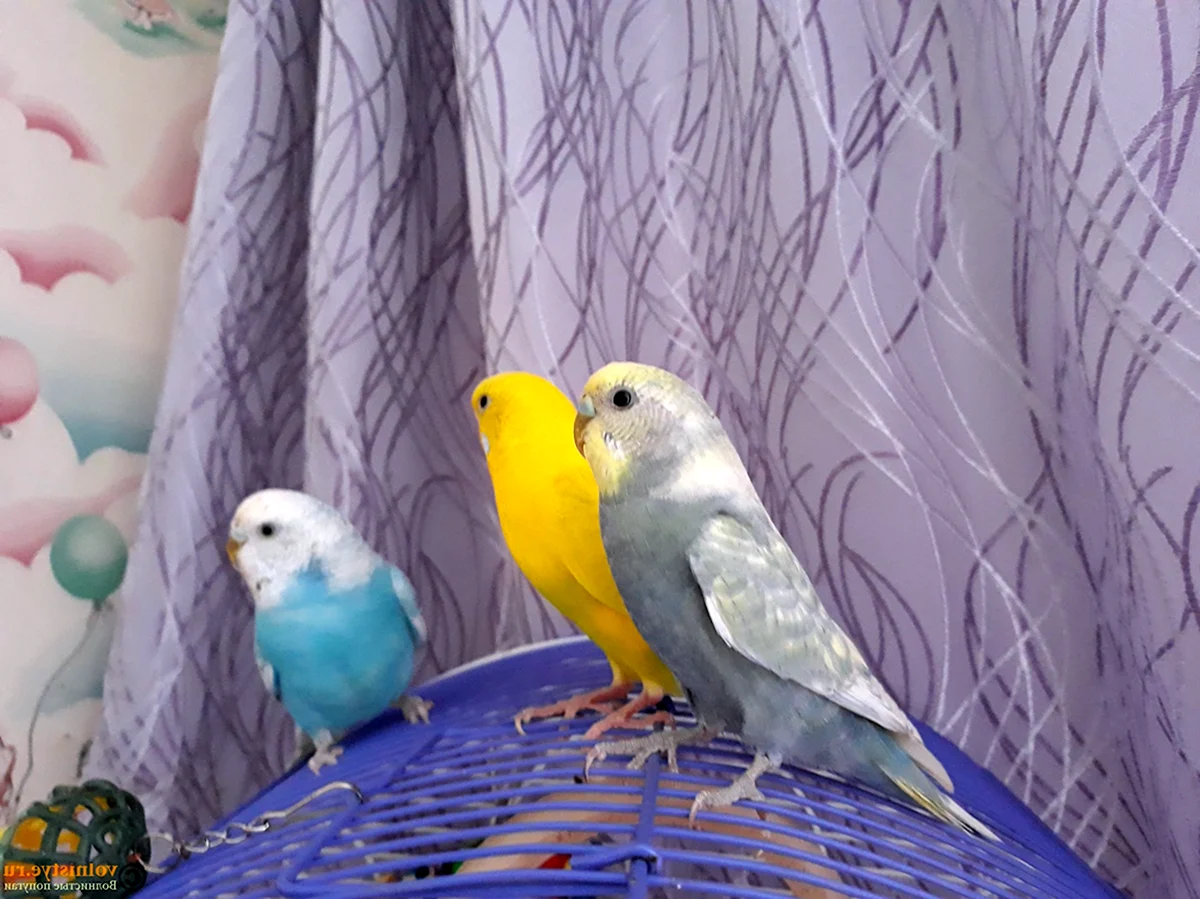 Волнистые попугаи цветовые вариации