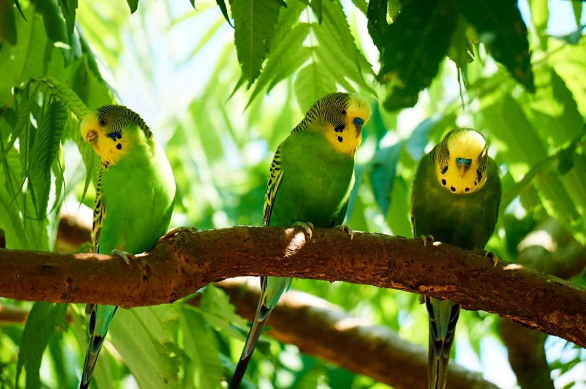 Волнистые попугаи в Австралии