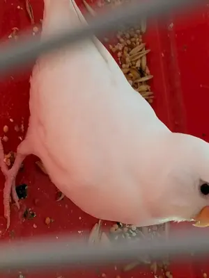 Волнистые попугайчики альбиносы