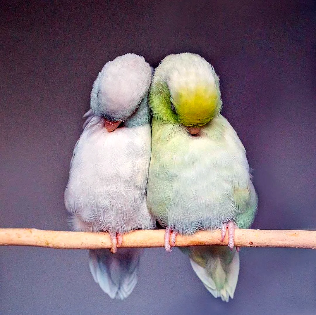 Волнистые попугайчики неразлучники