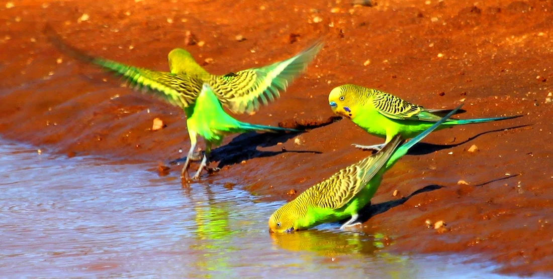 Волнистые попугайчики в Австралии