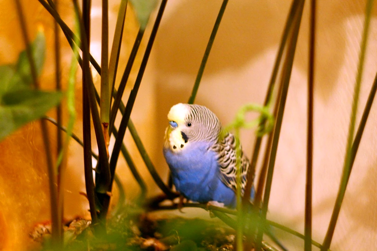 Волнистый попугай Арлекин