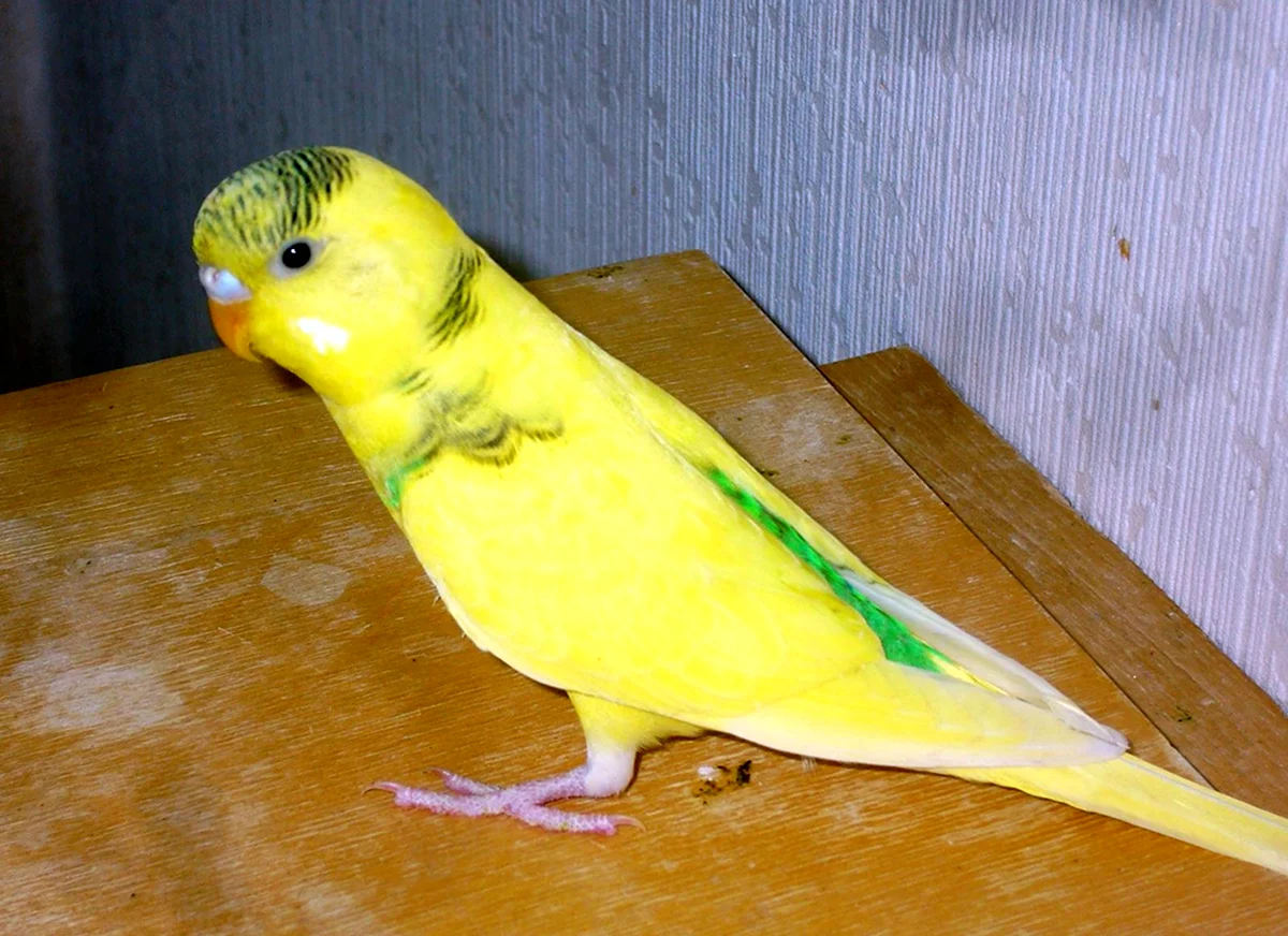Волнистый попугай Арлекин желтый