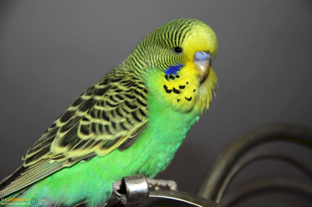 Волнистый попугай Чех зеленый