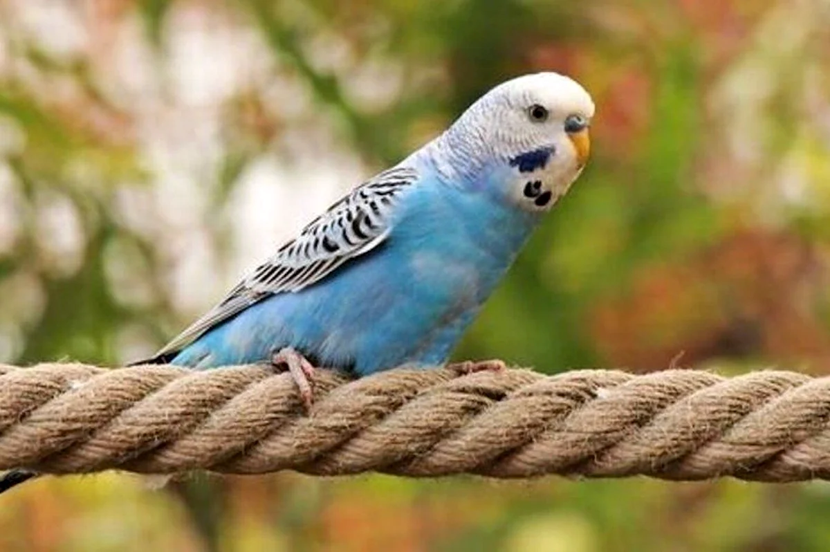 Волнистый попугай голубой на дереве