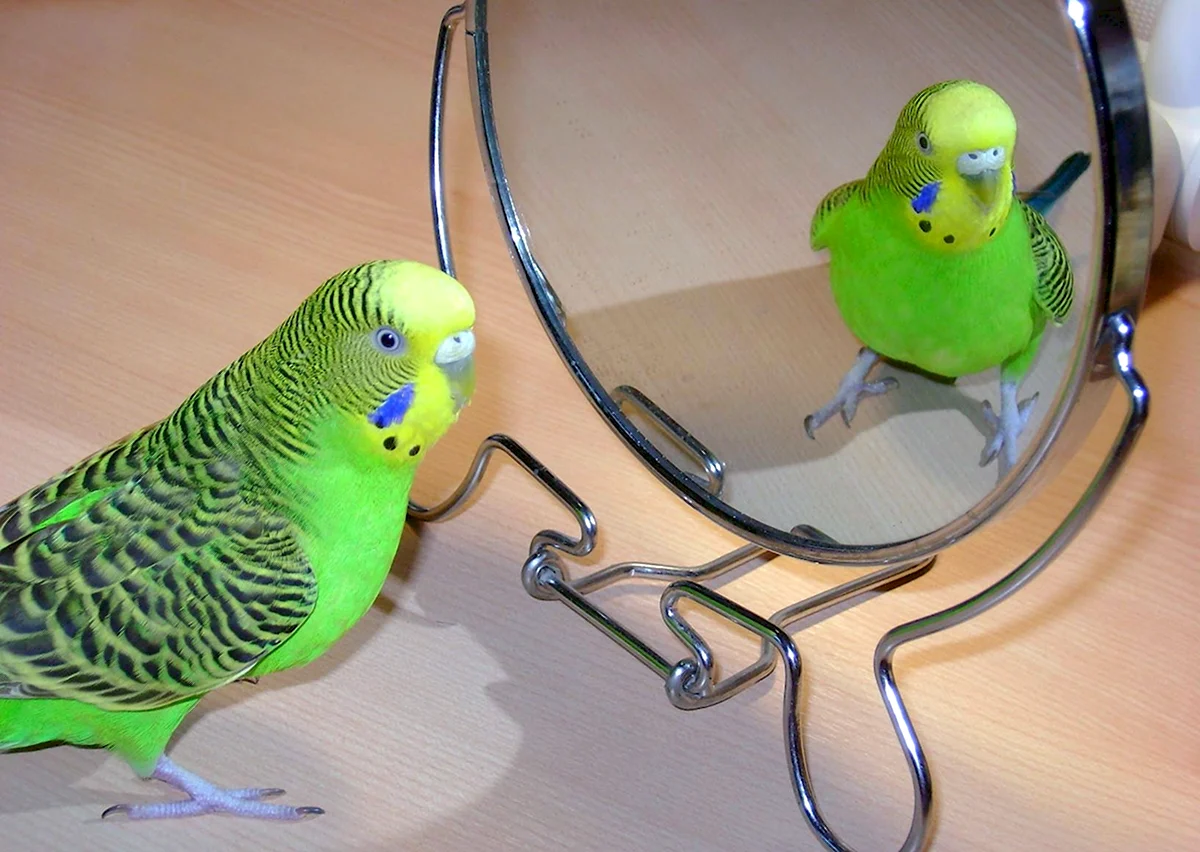 Волнистый попугай и зеркало