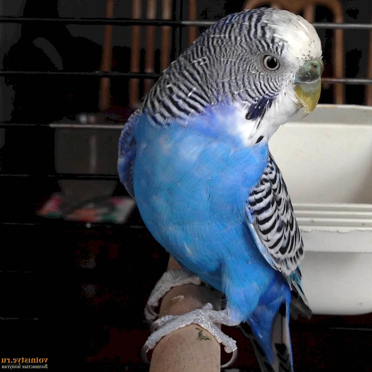 Волнистый попугай синий