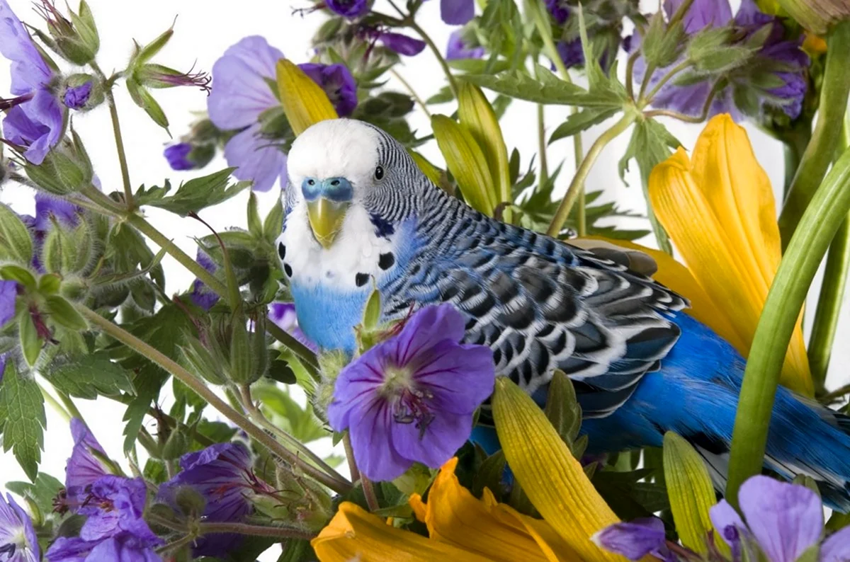 Волнистый попугай цветы