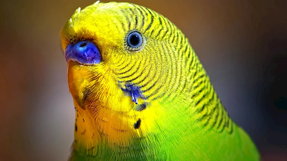Волнистый попугайчик
