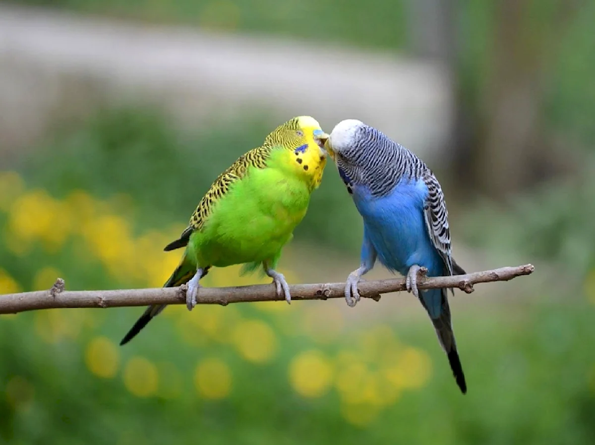 Волнистый попугайчик голубой с желтым