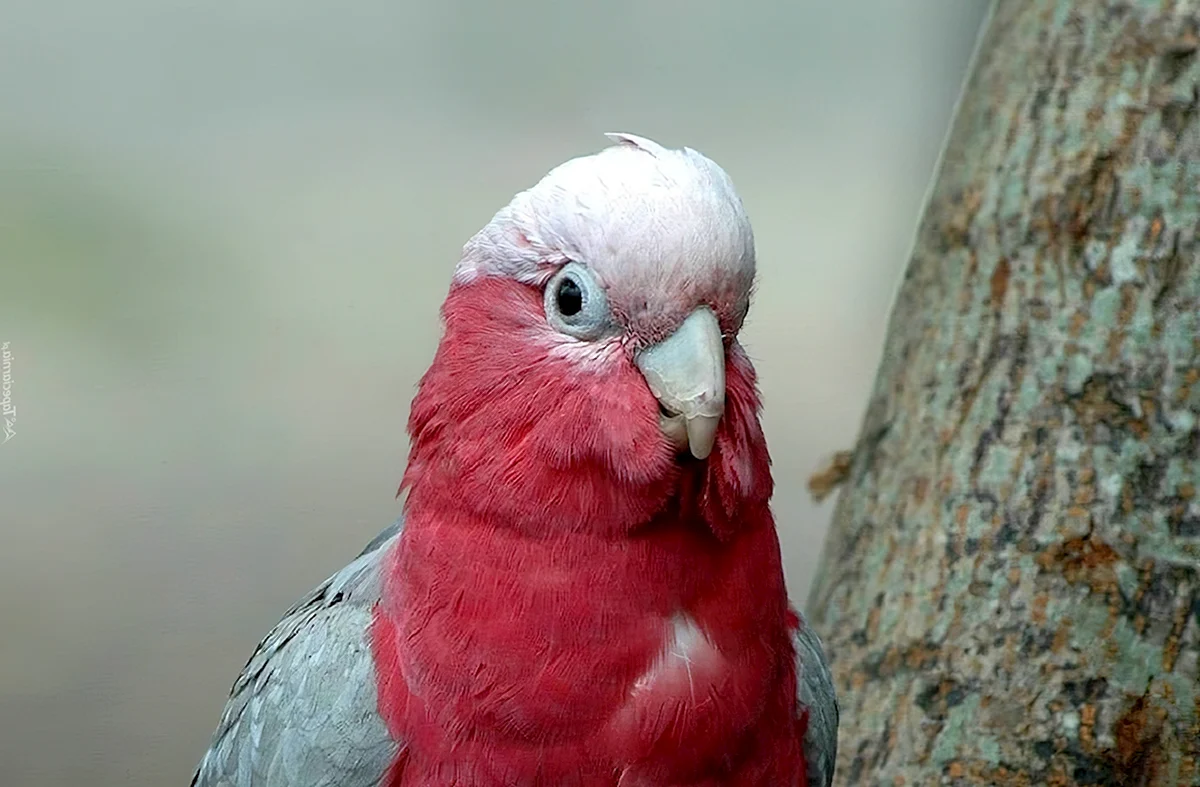 Волнистый попугайчик красный