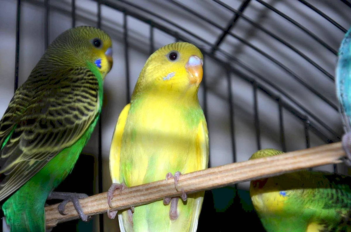 Волнистый попугайчик зеленый самец