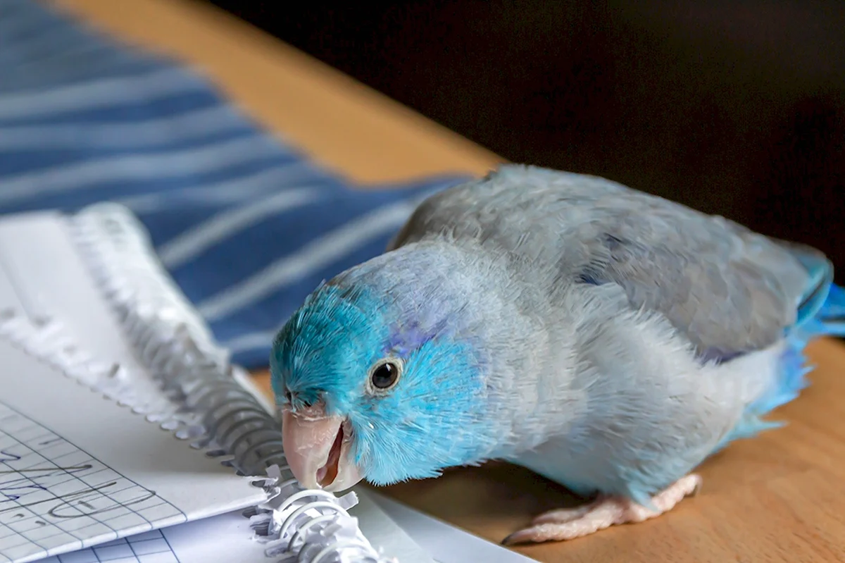 Воробьиный попугай голубой