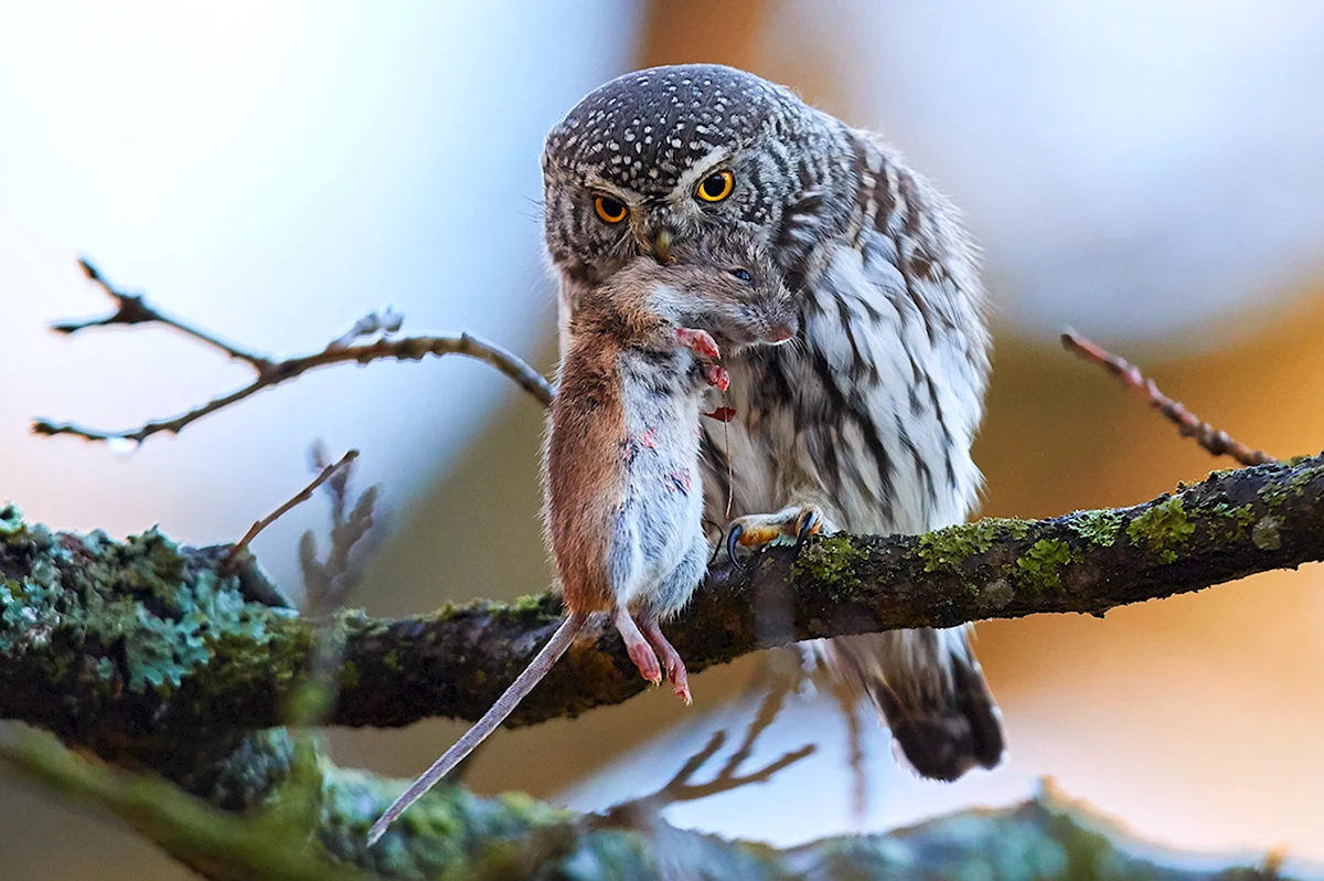 Сова маленькая и большая. Сова воробьиный Сыч. Воробьиный Сыч (Glaucidium passerinum l.),. Воробьиный Сыч совёнок. Сова сычик.