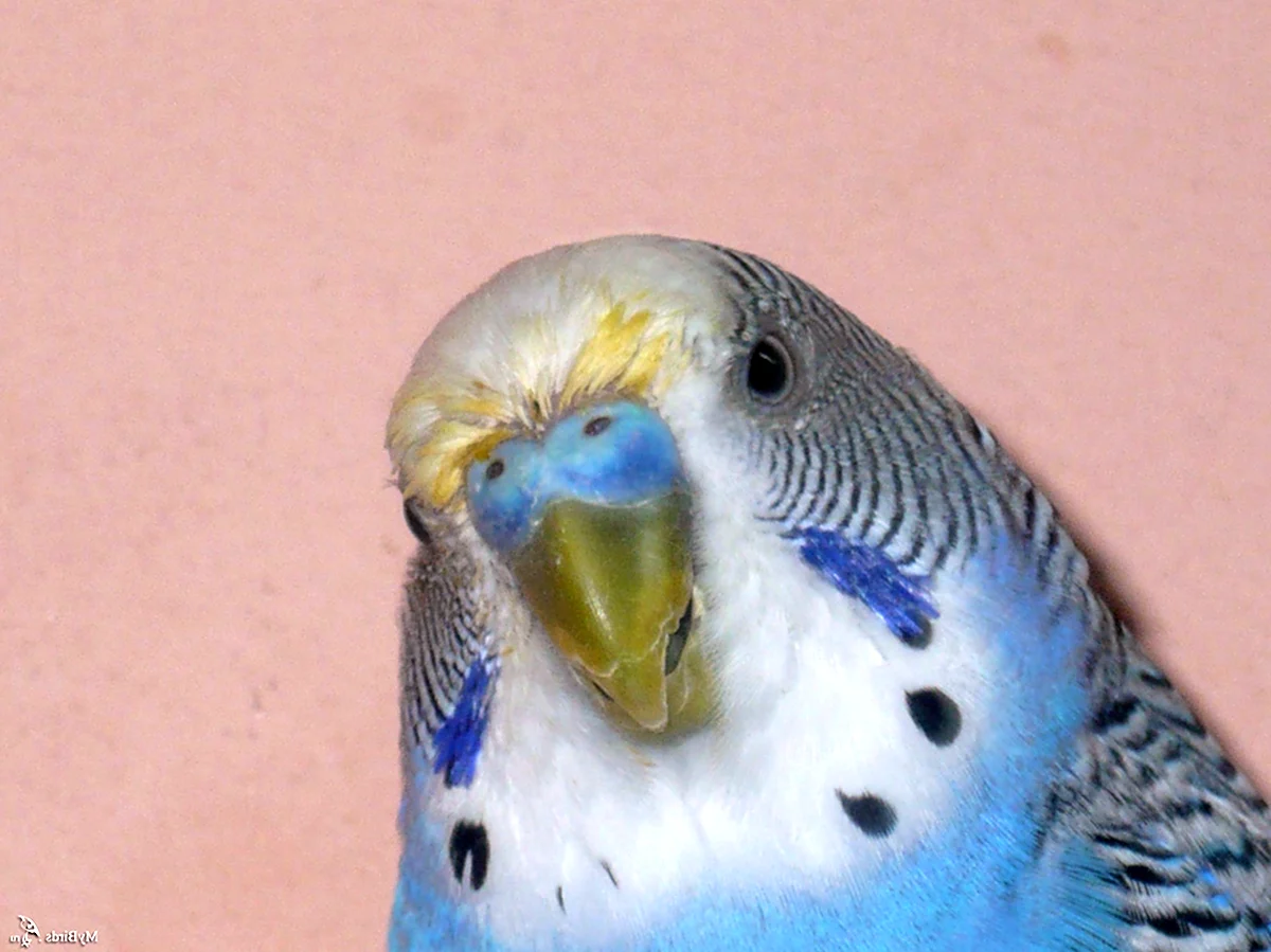Восковица самки волнистого попугая