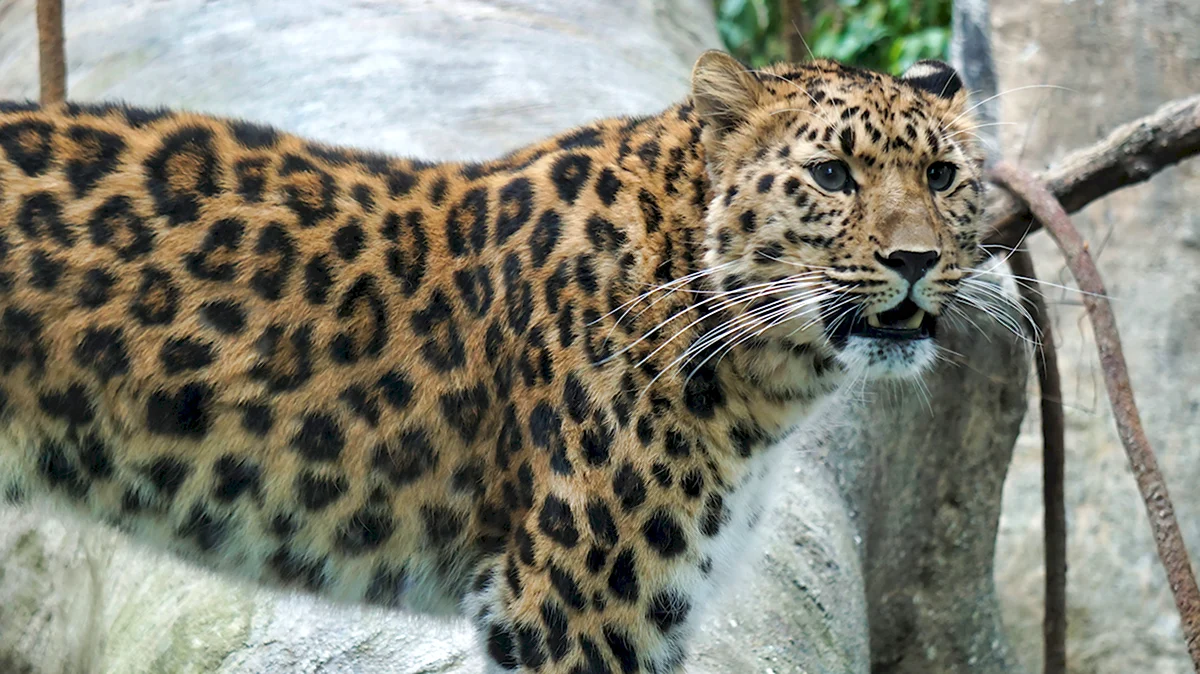 Восточносибирский леопард