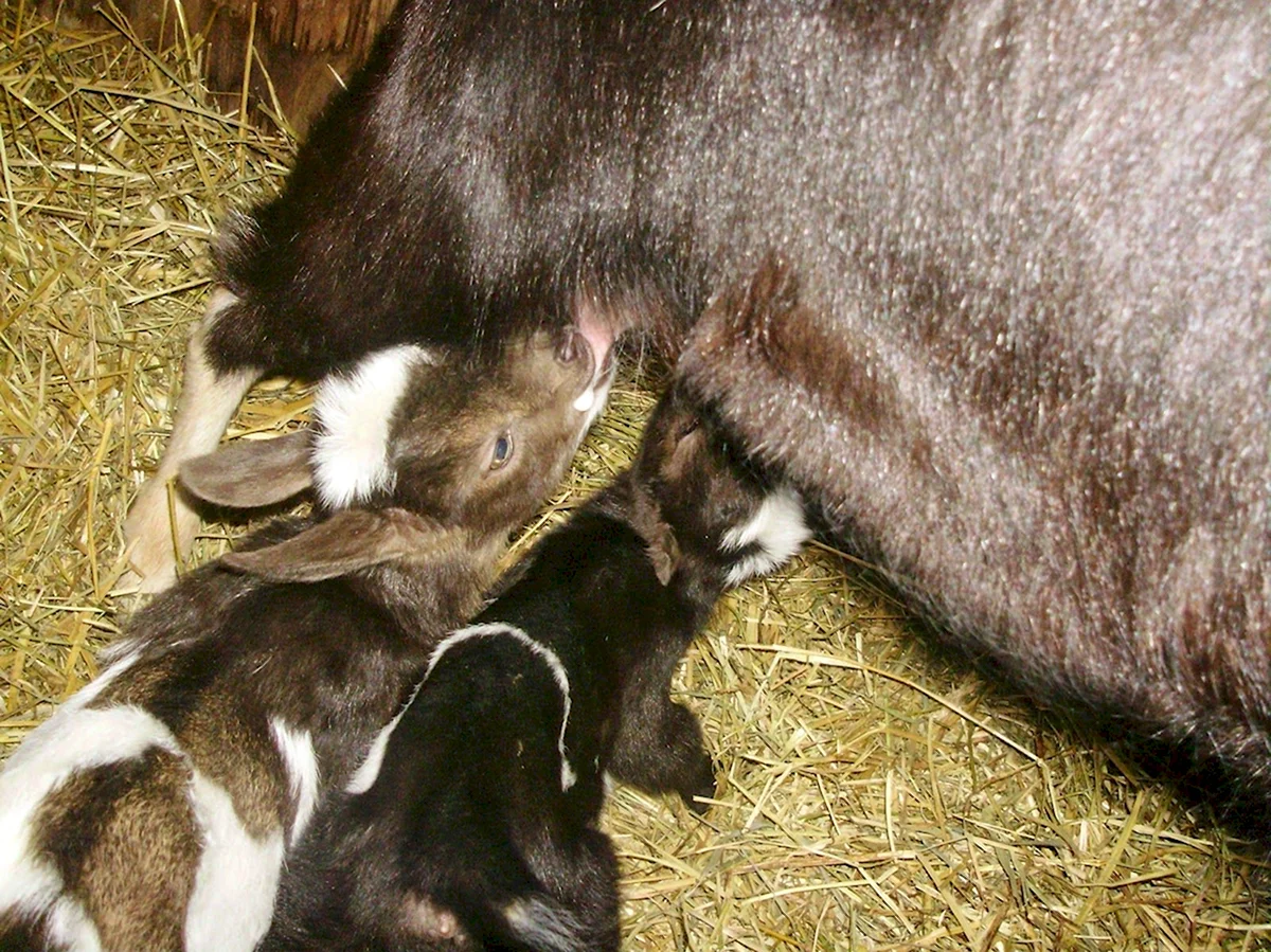 Вскармливание новорожденных козлят