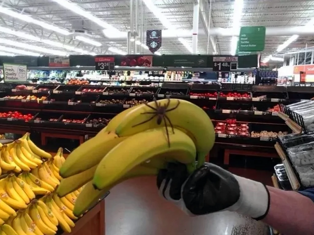 Выкладка бананов