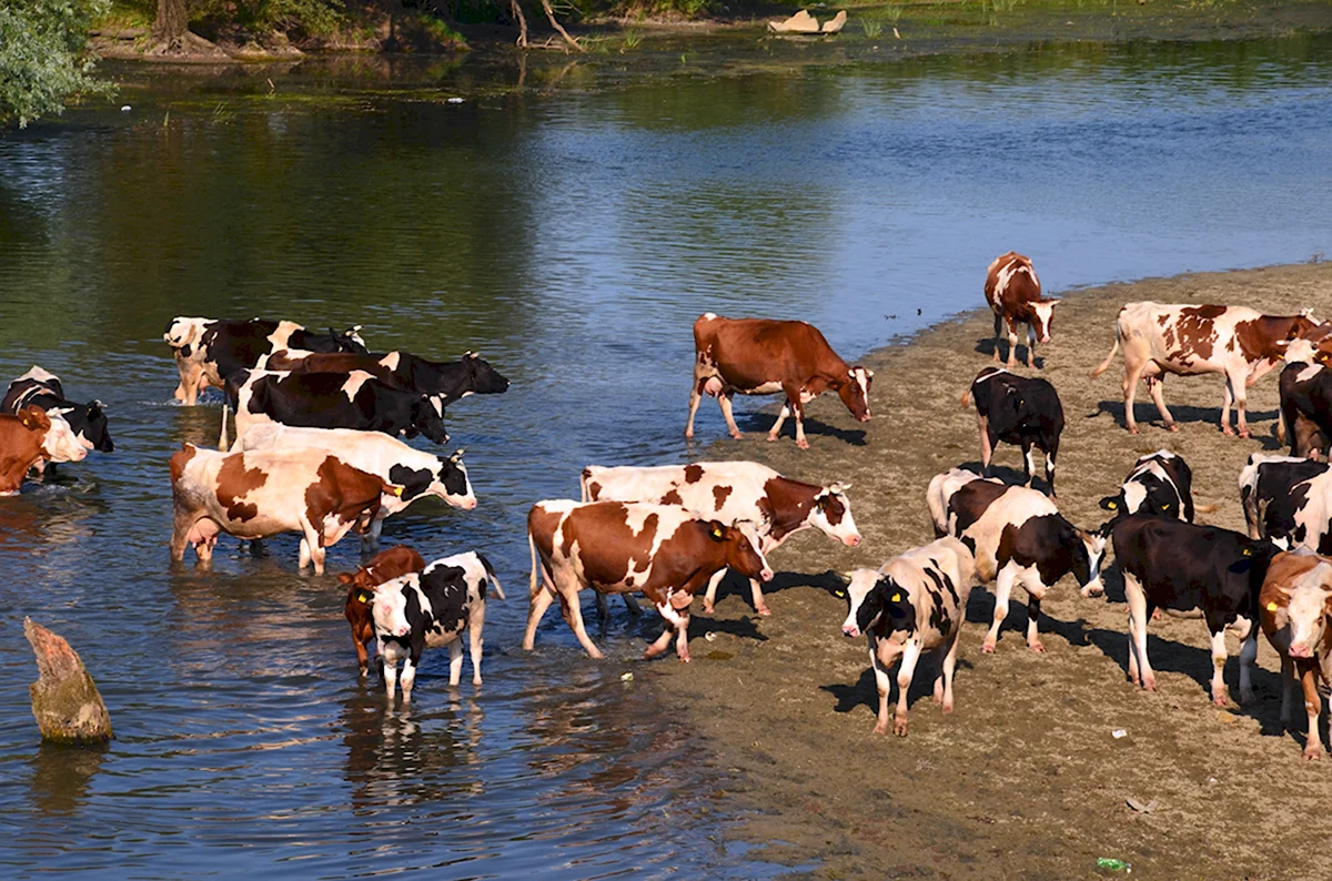Выпас сельскохозяйственных животных