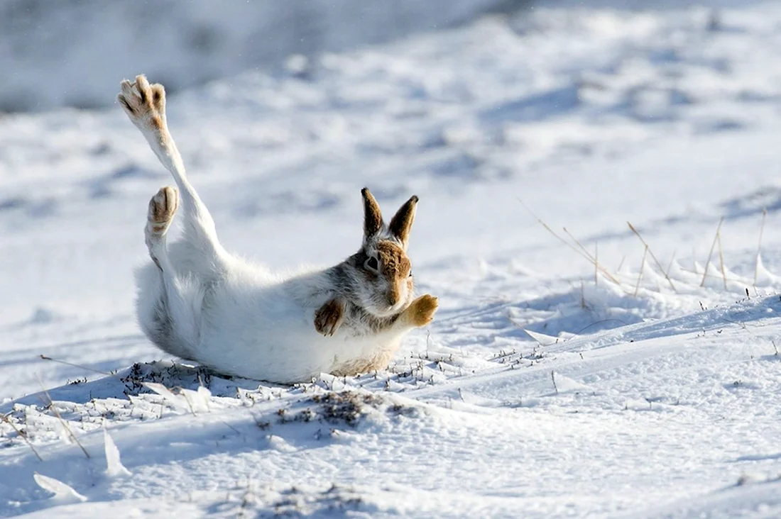 Заяц Беляк бежит зимой