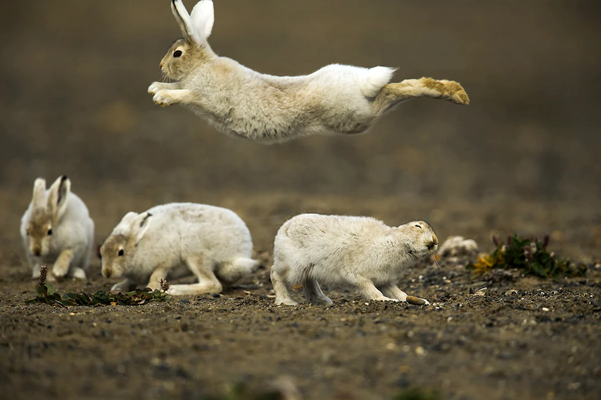 Заяц Беляк с зайчатами