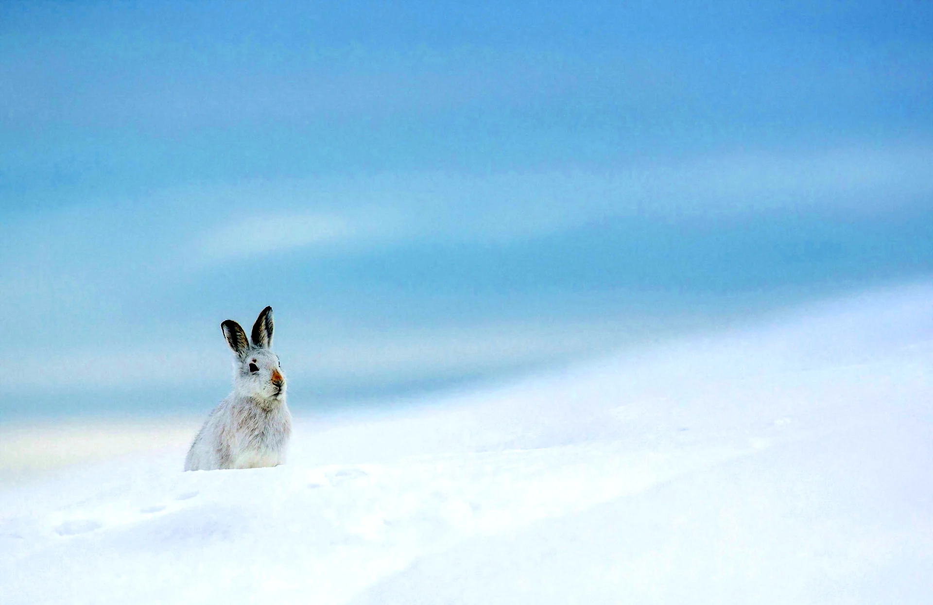 Заяц на фоне снега