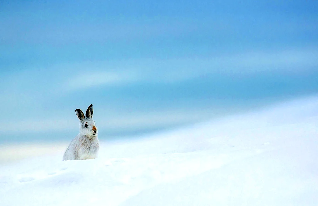 Заяц на фоне снега