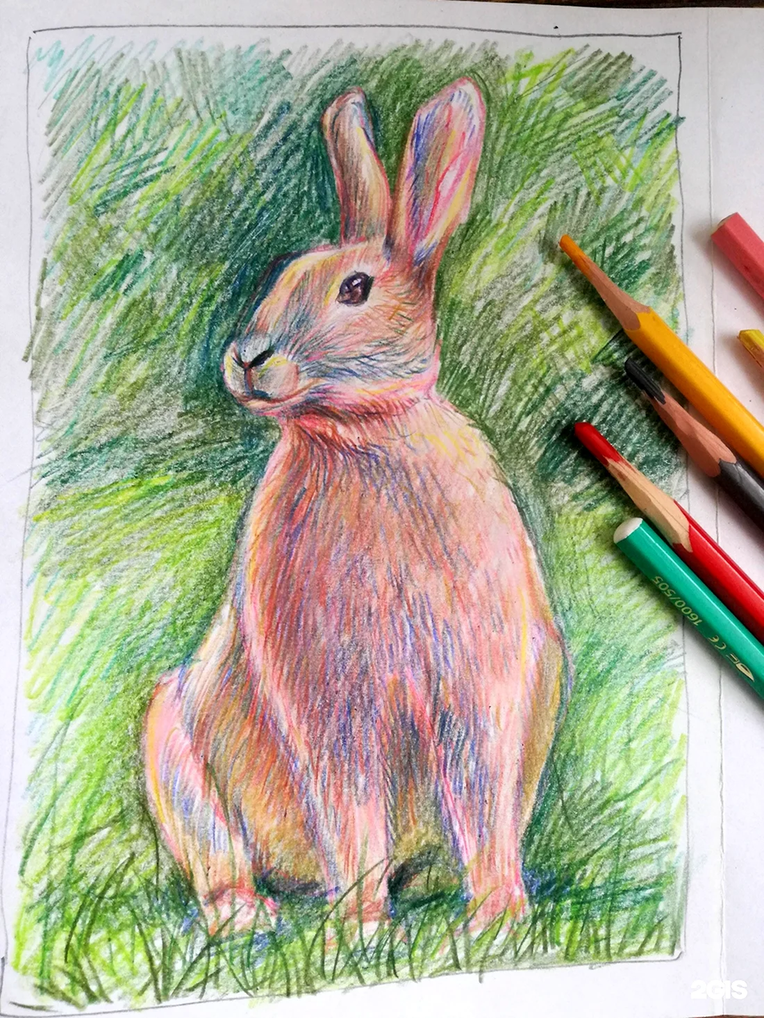Заяц цветными карандашами
