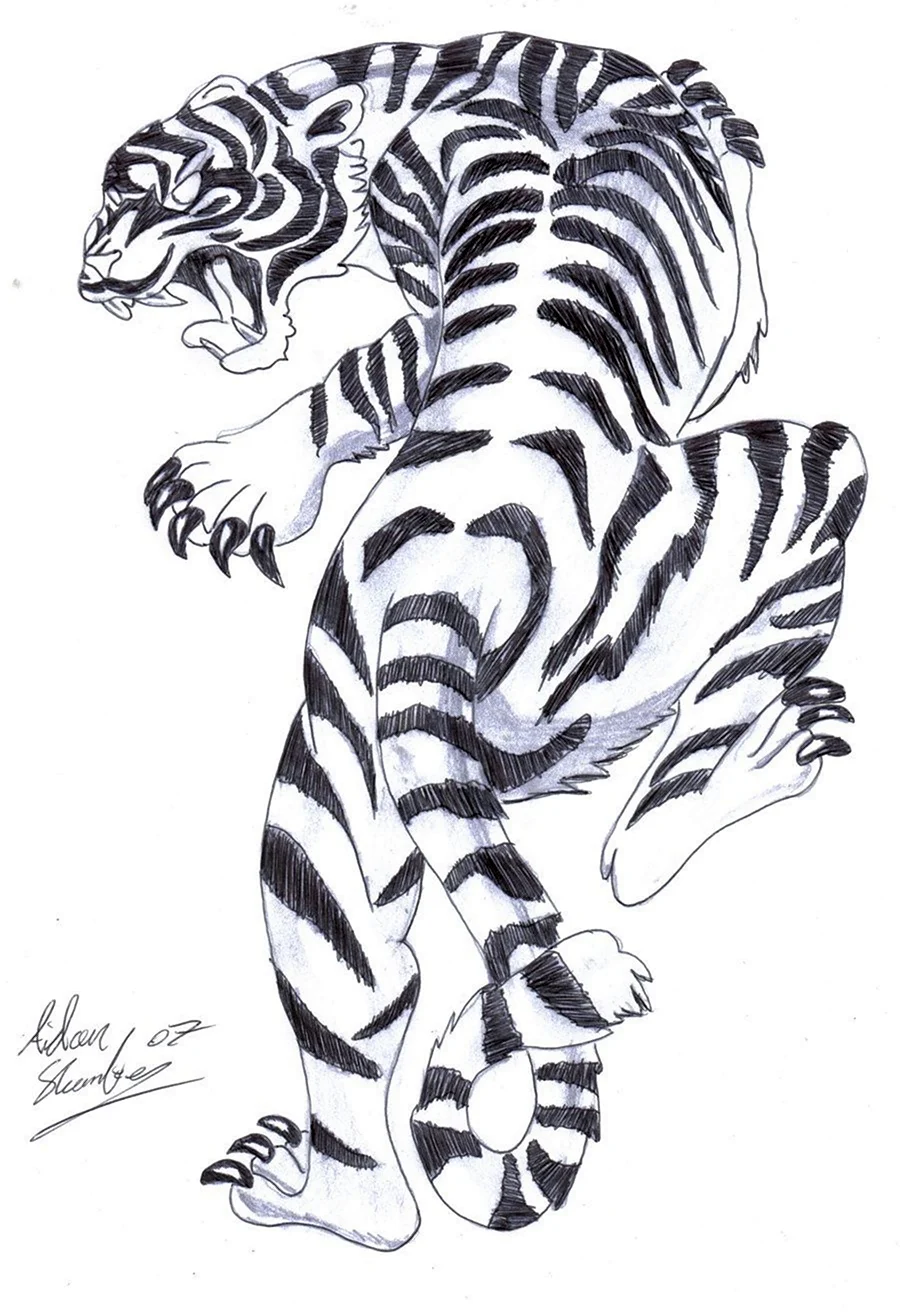 Зарисовки тигра