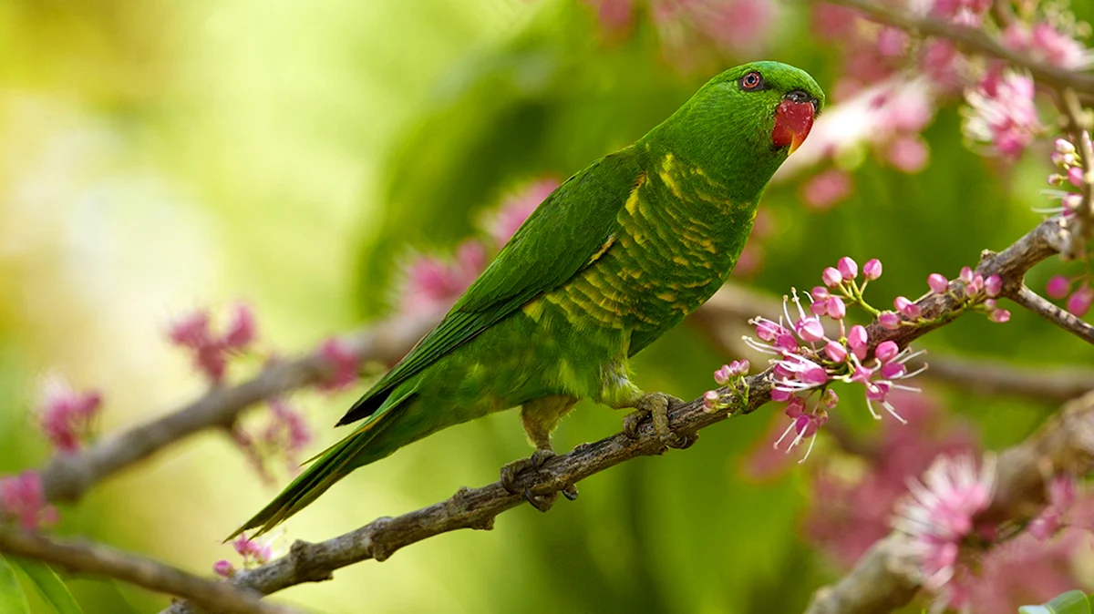 Зелень для попугаев