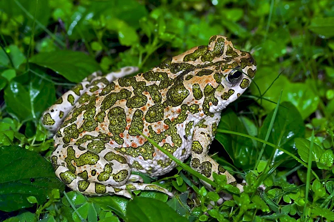 Зеленая жаба Bufo viridis