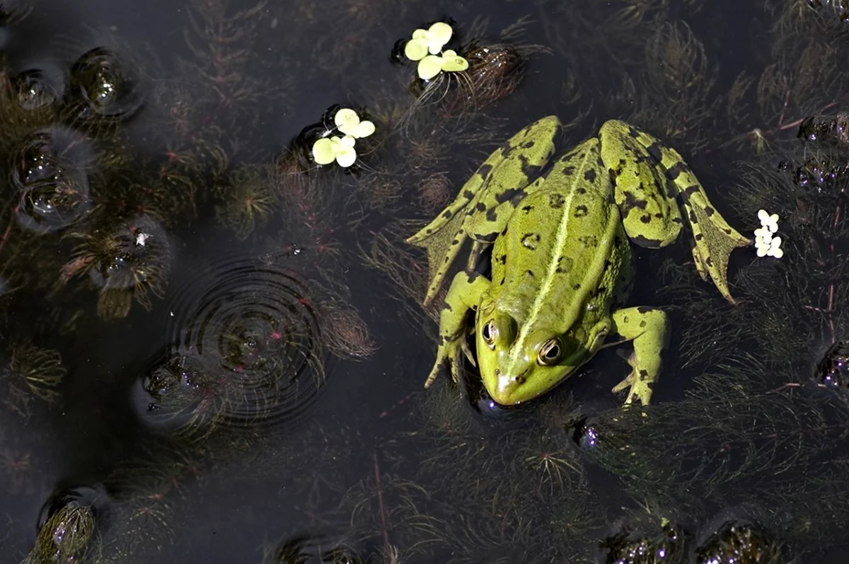 Зеленая жаба фото