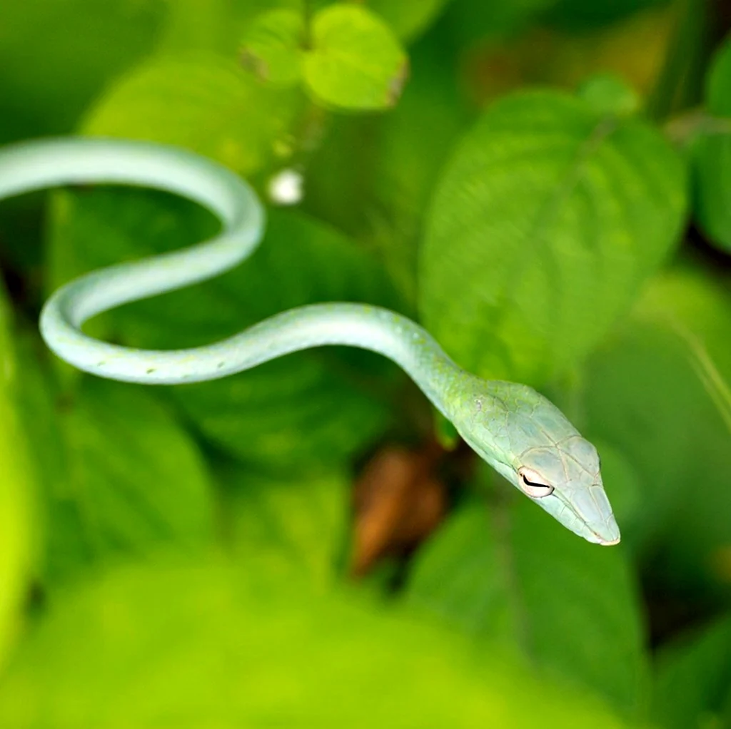 Зеленая змея Коста Рика