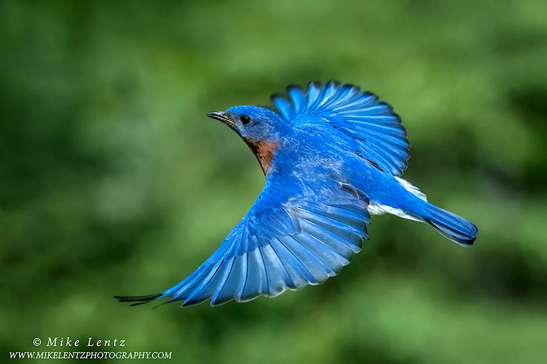 Зелёно-голубые Крылья птиц