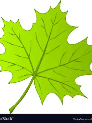 Зеленые кленовые листья для вырезания
