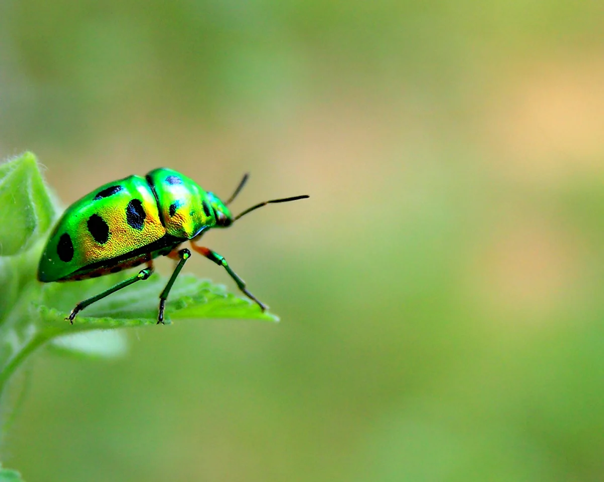 Зелёные жуки с пятнами