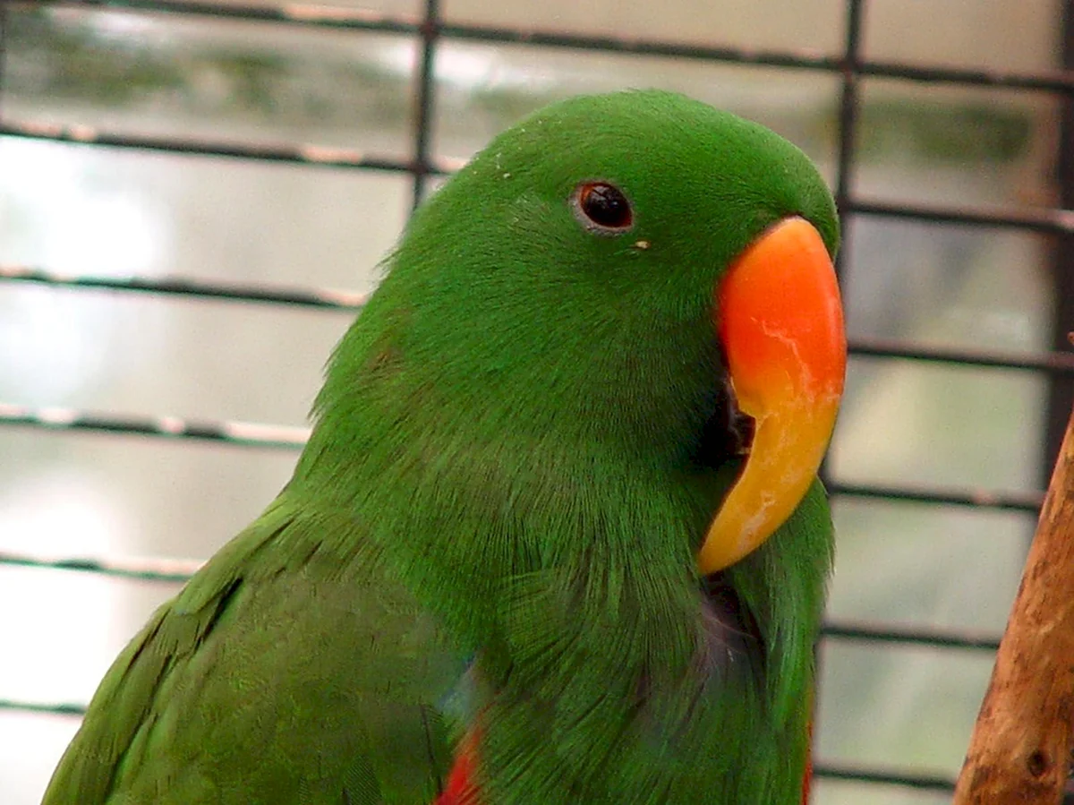 Зеленый австралийский попугай